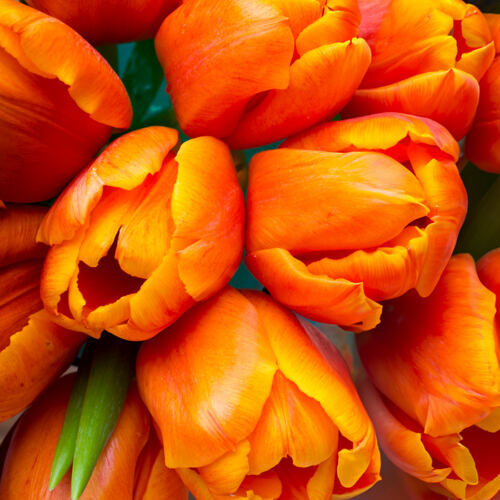 Tulpen